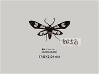 藏品(環紋碩斑蛾)的圖片